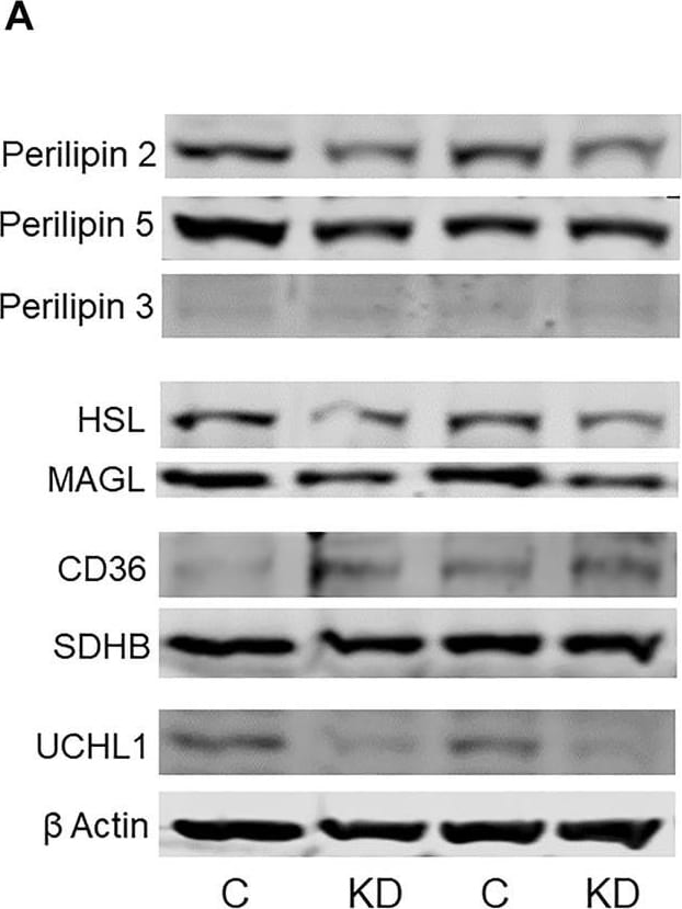 Perilipin-2/ADFP Antibody - BSA Free