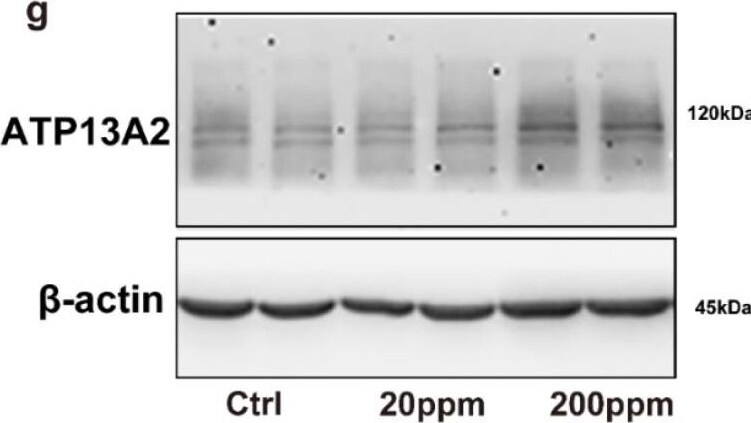 ATP13A2 Antibody - BSA Free