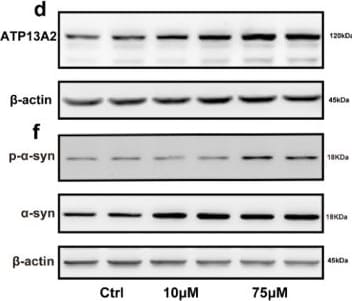 ATP13A2 Antibody - BSA Free