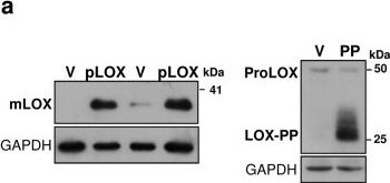 LOX propeptide Antibody - BSA Free