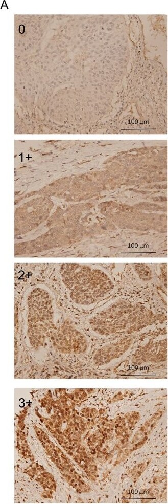 ATG5 Antibody - BSA Free