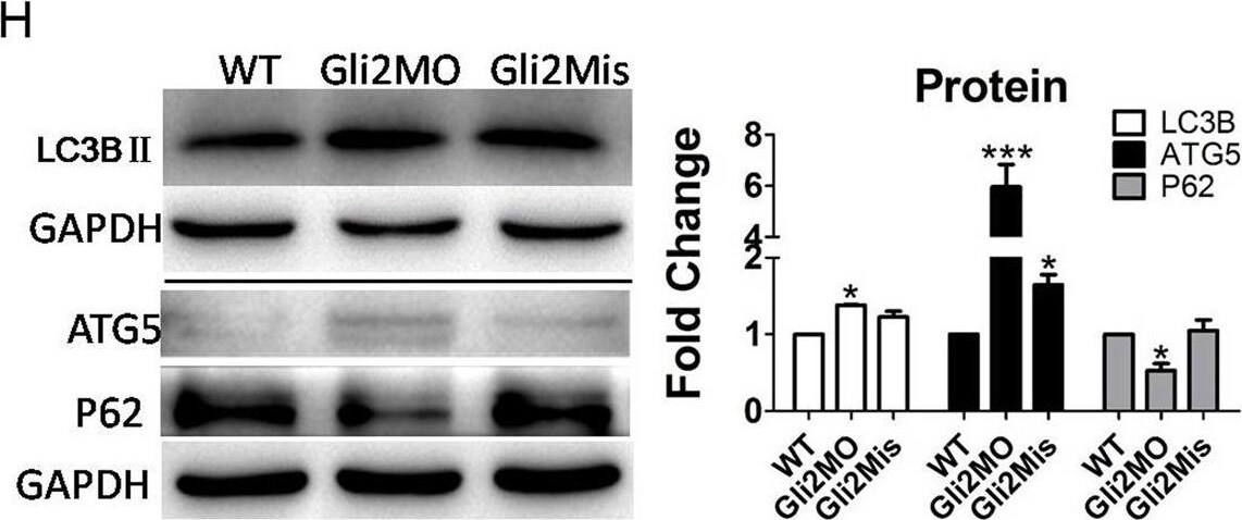 ATG5 Antibody - BSA Free