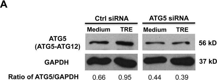 ATG5 Antibody - BSA Free