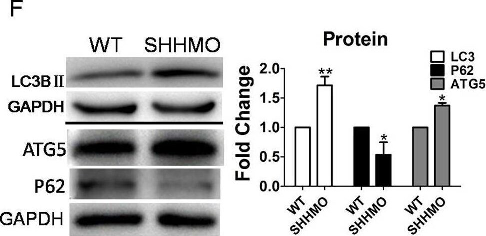 ATG5 Antibody - BSA Free