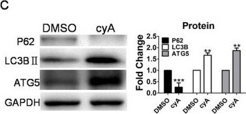 ATG5 Antibody - BSA Free