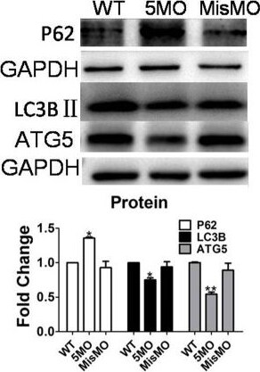 ATG5 Antibody - BSA Free