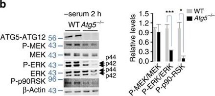 ATG5 Antibody - BSA Free
