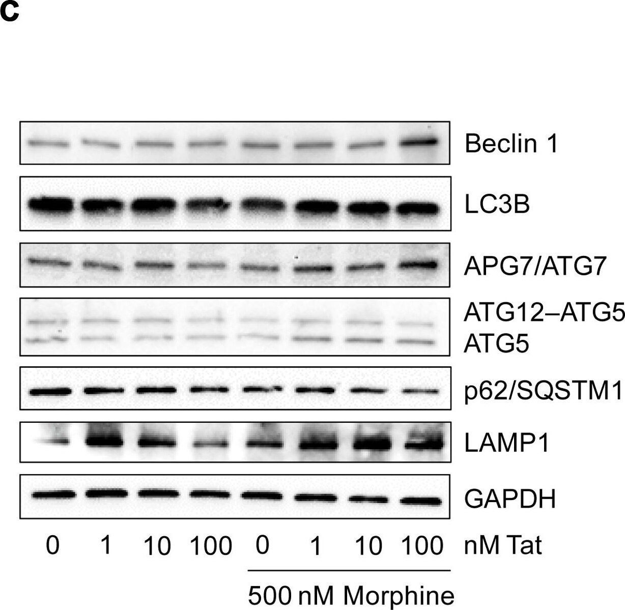 ATG5 Antibody - BSA Free
