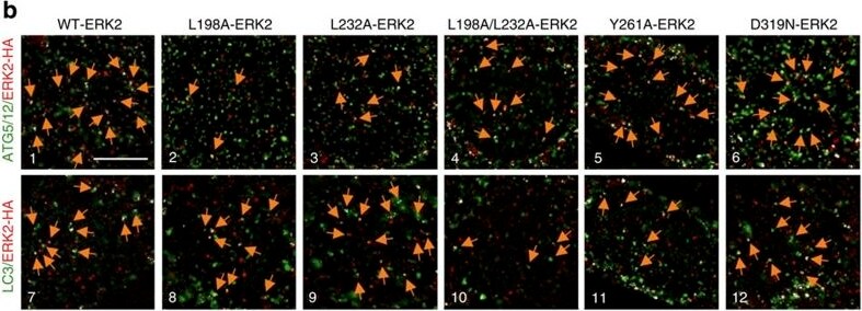 ATG5 Antibody - BSA Free