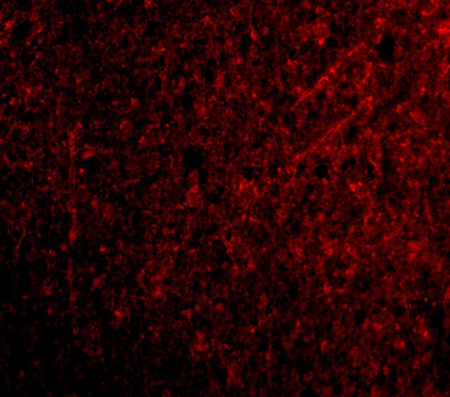 TSLP Antibody - BSA Free