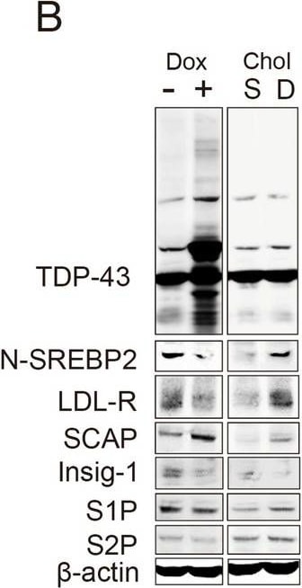 INSIG-1 Antibody - BSA Free