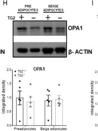 OPA1 Antibody - BSA Free