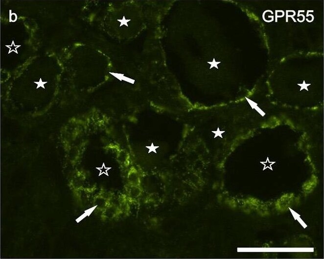 GPR55 Antibody - BSA Free