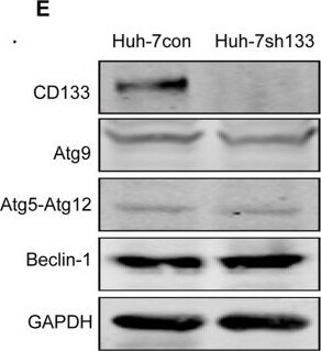 ATG9A Antibody - BSA Free