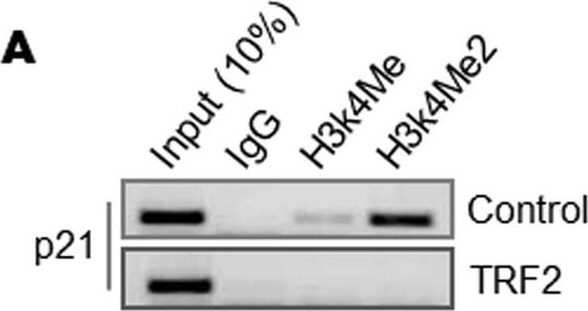 TRF-2 Antibody - BSA Free