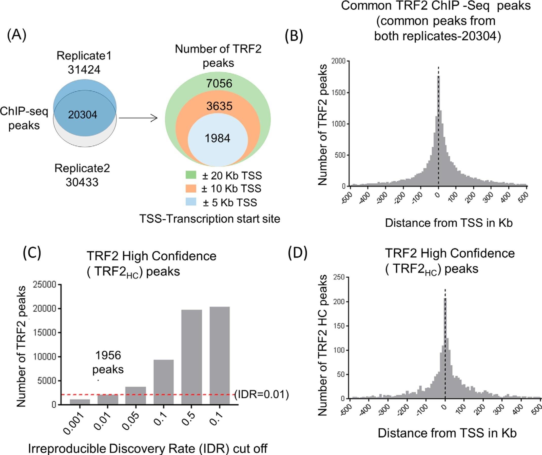TRF-2 Antibody - BSA Free
