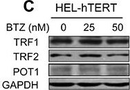 TRF-2 Antibody - BSA Free