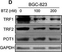 TRF-2 Antibody - BSA Free