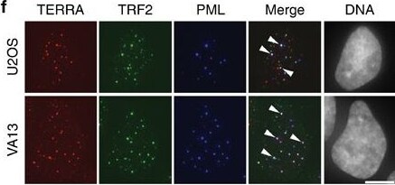 TRF-2 Antibody - BSA Free