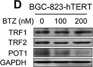TRF-2 Antibody - BSA Free