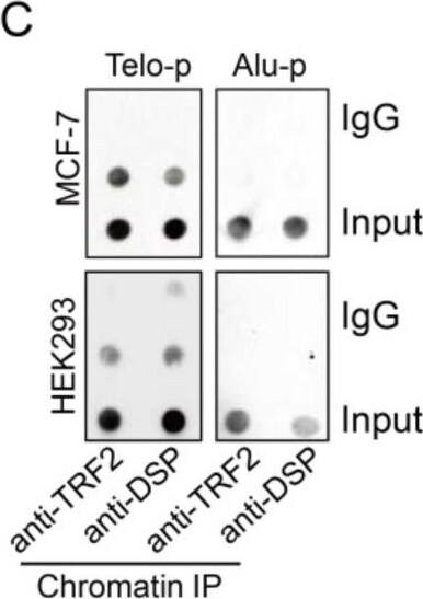 TRF-2 Antibody - BSA Free