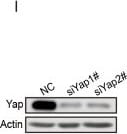 YAP1 Antibody - BSA Free