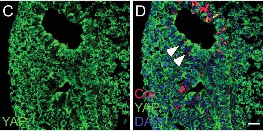YAP1 Antibody - BSA Free