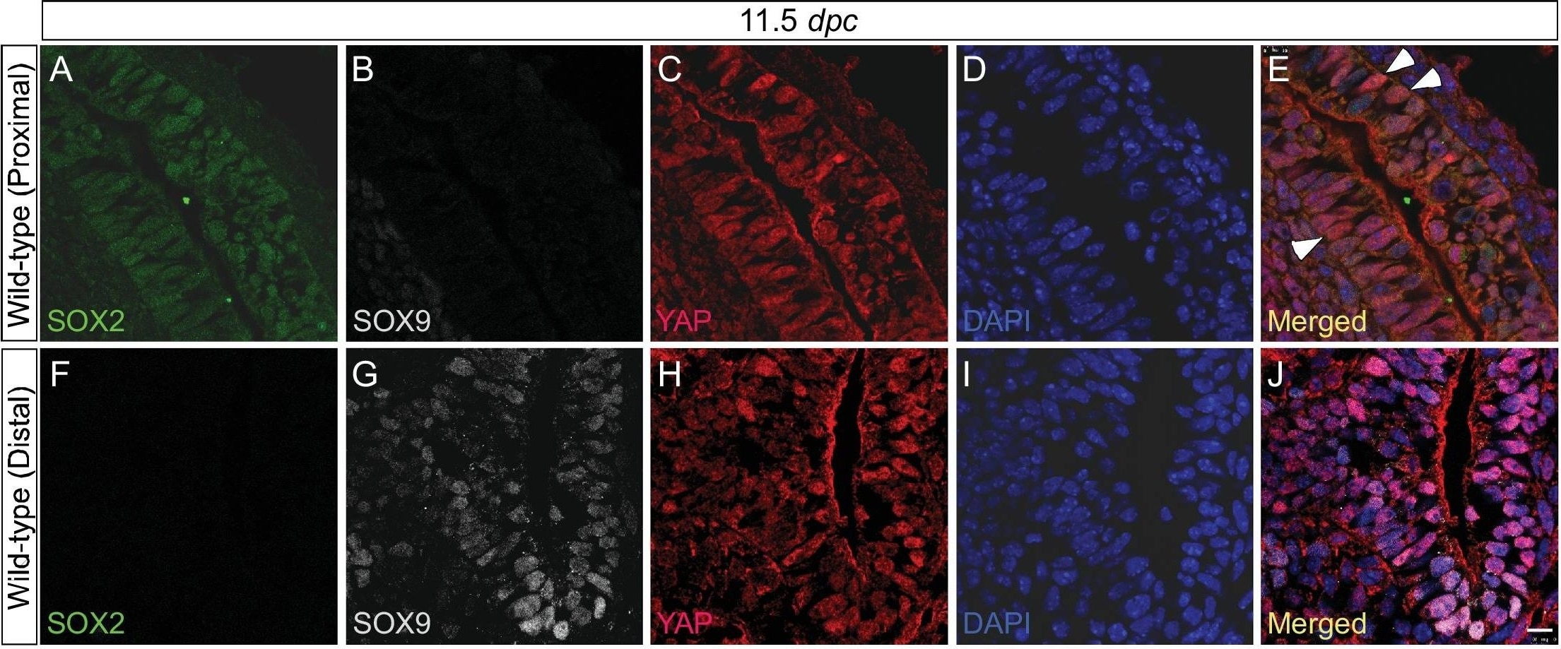 YAP1 Antibody - BSA Free