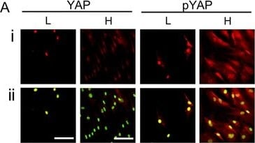 YAP1 Antibody - BSA Free