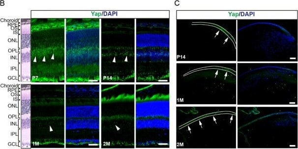 YAP1 Antibody - BSA Free
