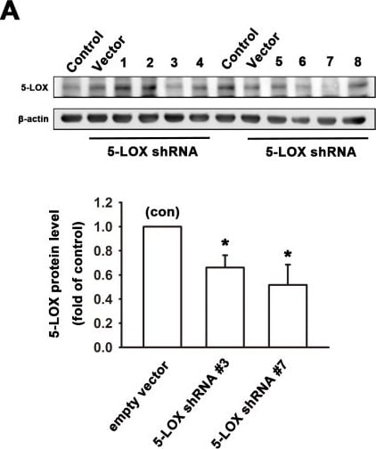 5-Lipoxygenase Antibody - BSA Free