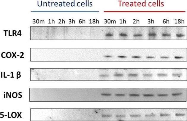 5-Lipoxygenase Antibody - BSA Free