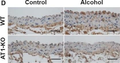 Nox4 Antibody - BSA Free