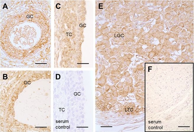Nox4 Antibody - BSA Free