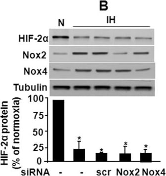 Nox4 Antibody - BSA Free
