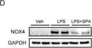 Nox4 Antibody - BSA Free