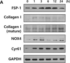 Nox4 Antibody - BSA Free