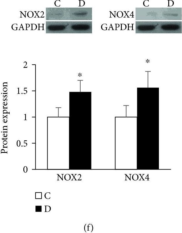 Nox4 Antibody - BSA Free