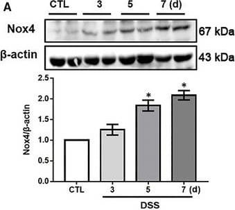 Nox4 Antibody - BSA Free