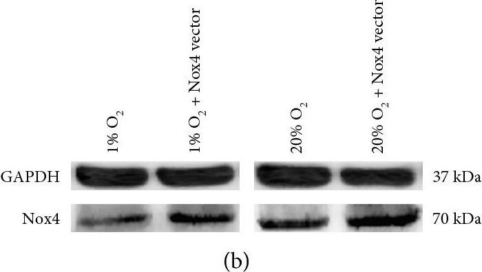Nox4 Antibody - BSA Free