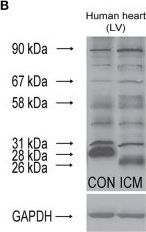 Nox4 Antibody - BSA Free