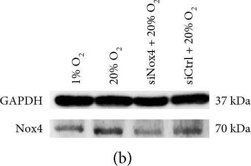 Nox4 Antibody - BSA Free