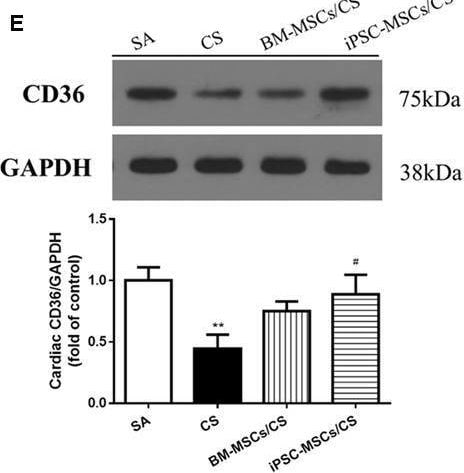 CD36 Antibody (D-2712) - BSA Free