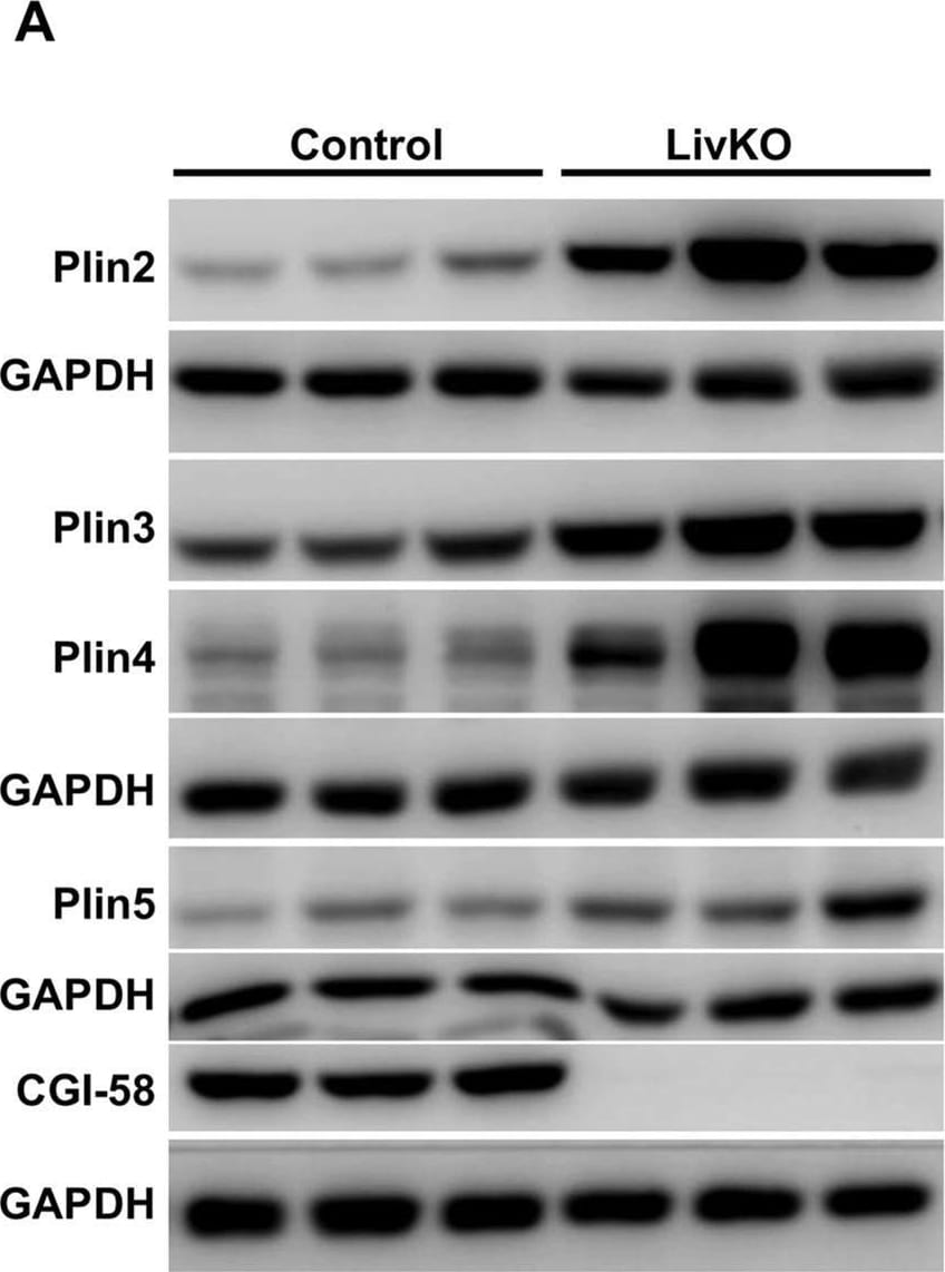 OXPAT Antibody - BSA Free