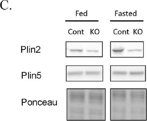 OXPAT Antibody - BSA Free