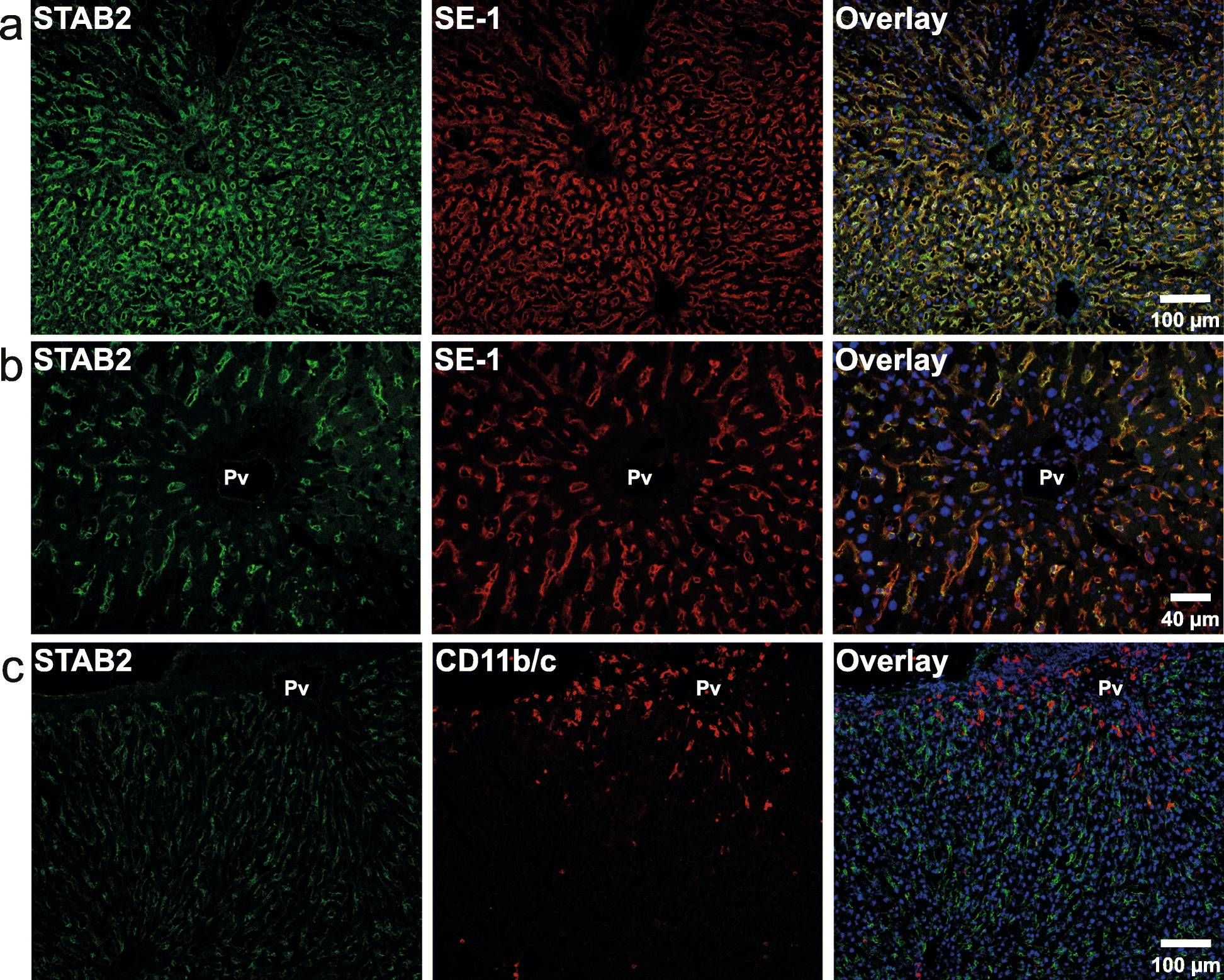 Hepatic Sinusoidal Endothelial Cells Antibody (SE-1) [Alexa Fluor® 488]