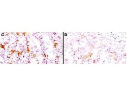 Mesothelin Antibody (MB-G10)