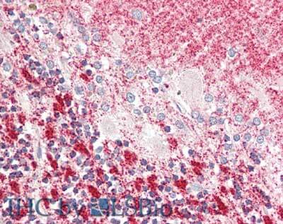 MLF1 Interacting Protein Antibody - N-terminal