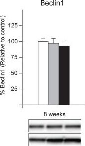 Beclin 1 Antibody - BSA Free