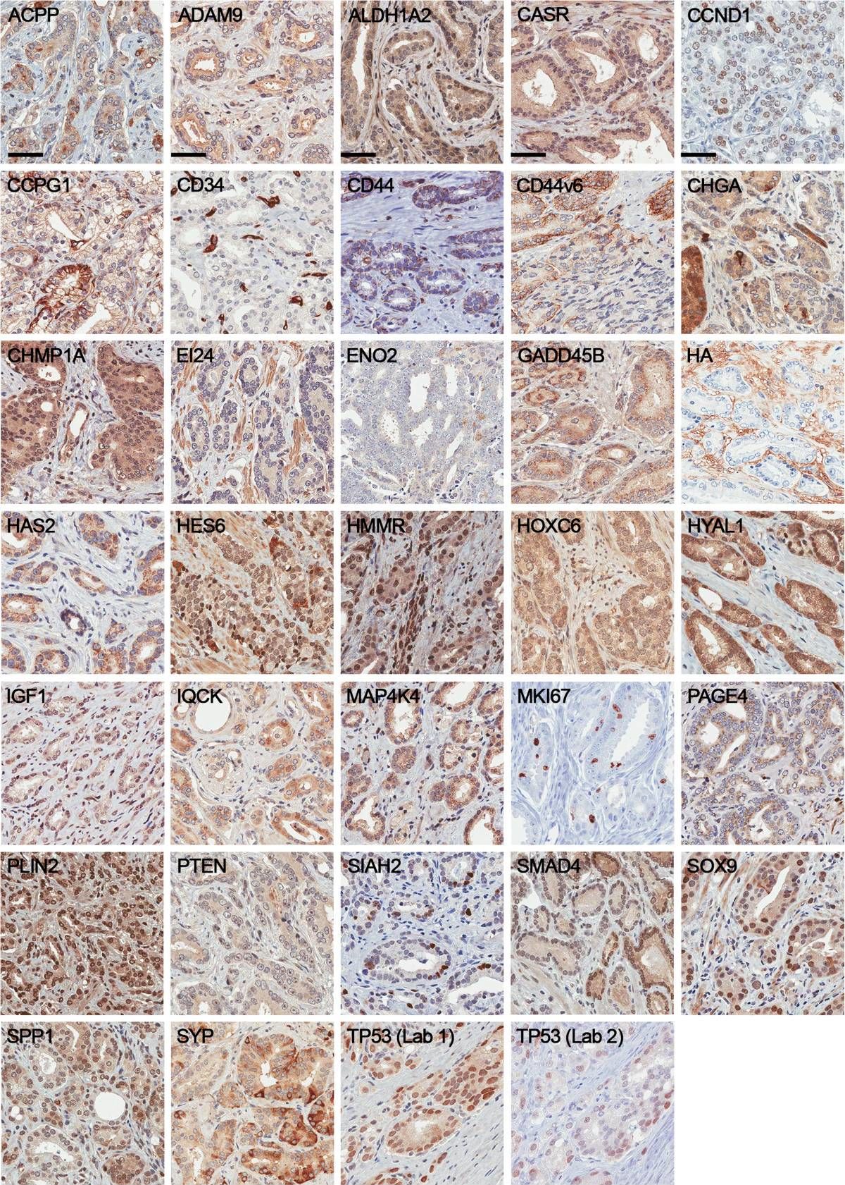 SIAH2 Antibody (24E6H3)